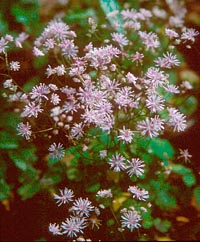 Thalictrum filamentosum v. yakusimense
