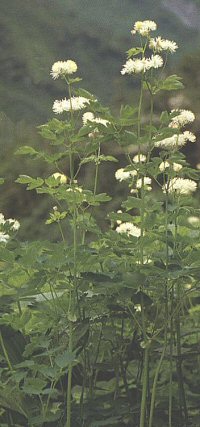 Thalictrum aquilegiifolium v. intermedium