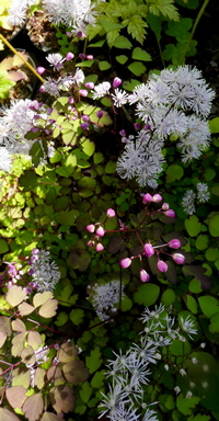 Thalictrum osmundifolium