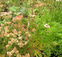 Tilingia ajanensis