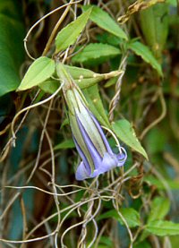 Tripterospermum lanceolatum