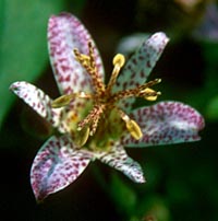 Tricyrtis formosana