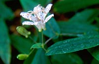 Tricyrtis suzukii