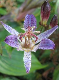 Tricyrtis formosana v. grandiflora 'Long-Jen Violet'