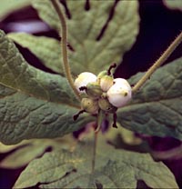 Triostemon pinnatifidum