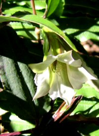Tripterospermum volubile