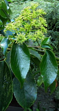 Trochodendron aralioides from Taiwan