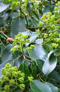 Trochodendron aralioides from Taiwan