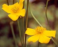 Trollius yunnanensis var. eupetalus