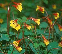 Tropaeolum tuberosum v. lineamaculatum 'Ken Aslet'