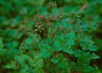 Coaxana purpurea