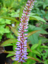 Veronicastrum japonicum v. australe