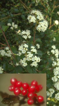 Viburnum parvifolium