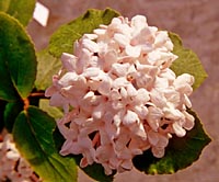 Viburnum carlesii