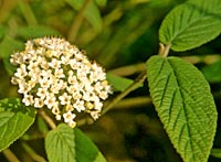 Viburnum buddlejifolium