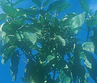 Viburnum cylindricum