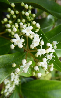 Viburnum integrifolium