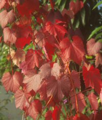 Vitis 'Spetchley Red'