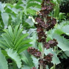 Veratrum ussuriense