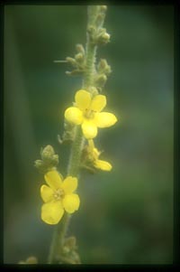 Verbascum densiflorum