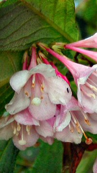Weigela aff. hortensis