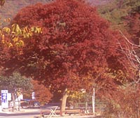 Zelkova serrata