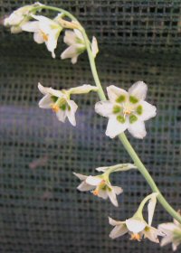 Zigadenus volcanicus