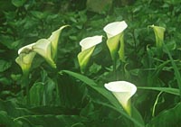 Zantedeschia aethiopica 'Luzon Lovely'
