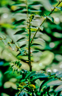 Zanthoxylum nepalense see oxyphyllum